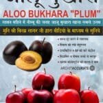 आलू बुखारा ALOO BUKHARA "PLUM"
