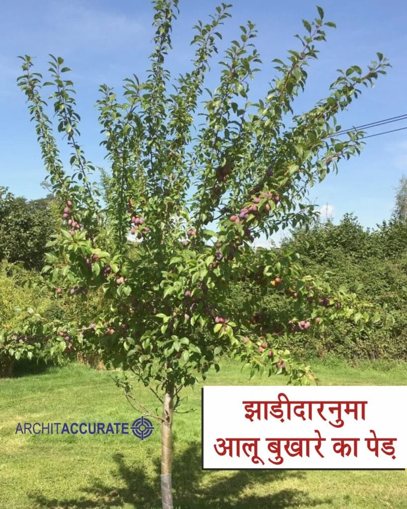 PLUMS : Health Benefits & Nutrition Info