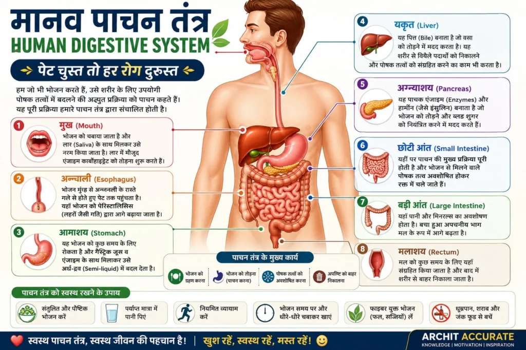 मानव पाचन तंत्र (Human Digestive System): संरचना, कार्य और सम्पूर्ण जानकारी